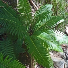 Blechnum nudum (Fishbone Water Fern) at Paddys River, ACT - 30 Jan 2015 by galah681