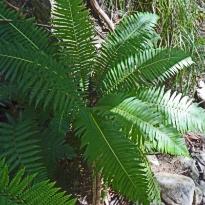 Blechnum nudum (Fishbone Water Fern) at Paddys River, ACT - 30 Jan 2015 by galah681