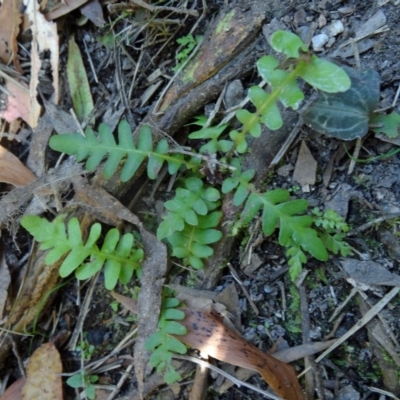 Blechnum penna-marina - 1 Jan 1900 by galah681