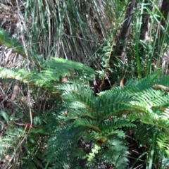 Polystichum proliferum (Mother Shield Fern) at Paddys River, ACT - 30 Jan 2015 by galah681