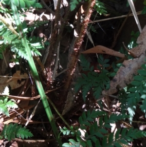 Polystichum proliferum at Paddys River, ACT - 31 Jan 2015