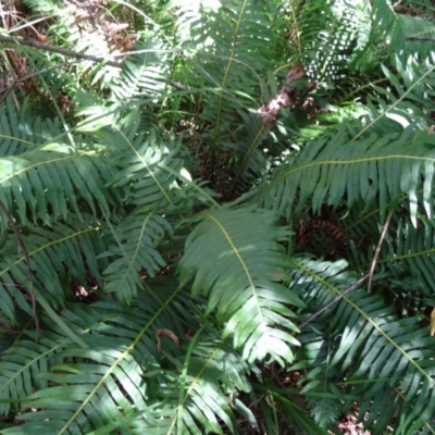 Blechnum nudum (Fishbone Water Fern) at Paddys River, ACT - 30 Jan 2015 by galah681