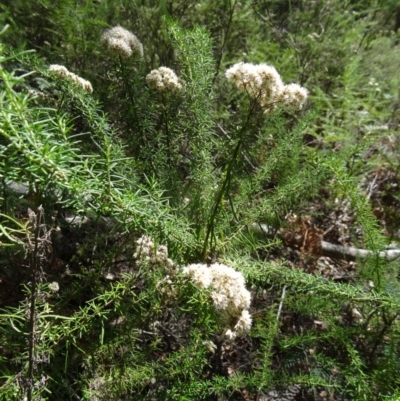 Unverified at Tidbinbilla Nature Reserve - 31 Jan 2015 by galah681