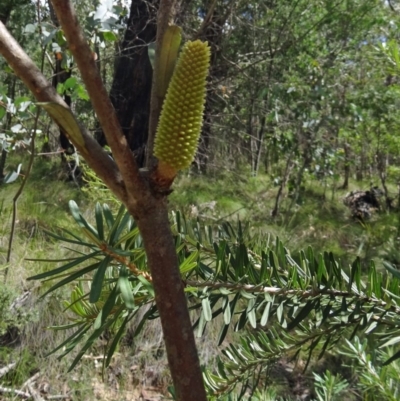 Banksia marginata (Silver Banksia) at Paddys River, ACT - 31 Jan 2015 by galah681