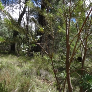 Banksia marginata at Paddys River, ACT - 31 Jan 2015