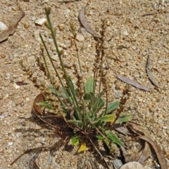 Plantago sp. (Plantain) at Paddys River, ACT - 30 Jan 2015 by galah681