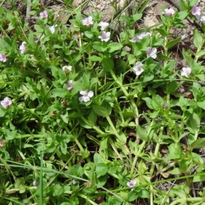 Gratiola peruviana (Australian Brooklime) at Tidbinbilla Nature Reserve - 31 Jan 2015 by galah681