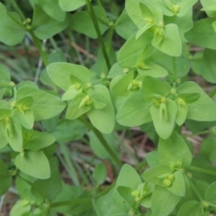 Euphorbia peplus (Petty Spurge) at Conder, ACT - 1 Feb 2015 by MichaelBedingfield