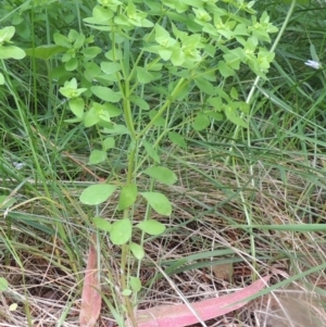 Euphorbia peplus at Conder, ACT - 1 Feb 2015