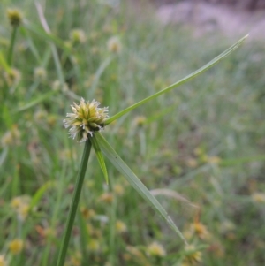 Cyperus sphaeroideus at Tuggeranong DC, ACT - 8 Jan 2015