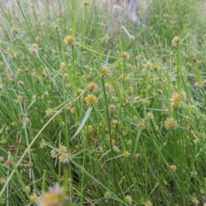 Cyperus sphaeroideus at Tuggeranong DC, ACT - 8 Jan 2015