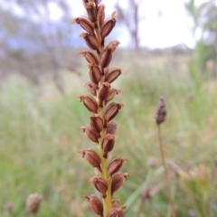 Microtis sp. (Onion Orchid) at Tuggeranong DC, ACT - 8 Jan 2015 by MichaelBedingfield