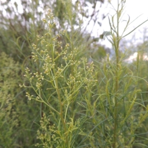 Cassinia quinquefaria at Tuggeranong DC, ACT - 8 Jan 2015 07:57 PM