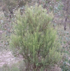 Cassinia quinquefaria at Tuggeranong DC, ACT - 8 Jan 2015 07:57 PM