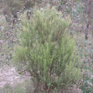 Cassinia quinquefaria at Tuggeranong DC, ACT - 8 Jan 2015 07:57 PM