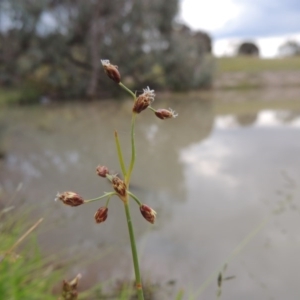 Fimbristylis dichotoma at Tuggeranong DC, ACT - 8 Jan 2015