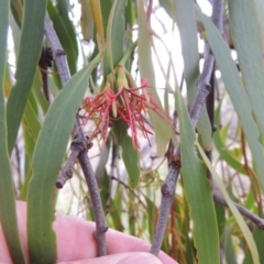 Amyema miquelii (Box Mistletoe) at Tuggeranong DC, ACT - 8 Jan 2015 by michaelb