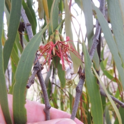 Amyema miquelii (Box Mistletoe) at Tuggeranong DC, ACT - 8 Jan 2015 by michaelb