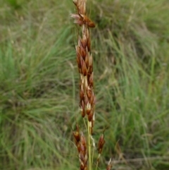 Sorghum leiocladum (Wild Sorghum) at Canberra Central, ACT - 2 Feb 2015 by RWPurdie