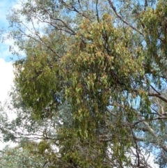 Amyema miquelii at Canberra Central, ACT - 2 Feb 2015