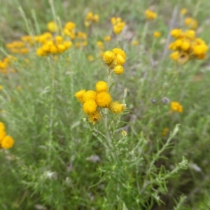 Chrysocephalum semipapposum at Garran, ACT - 26 Jan 2015