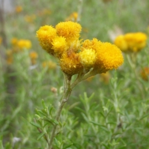 Chrysocephalum semipapposum at Garran, ACT - 26 Jan 2015