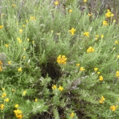 Chrysocephalum semipapposum at Garran, ACT - 26 Jan 2015