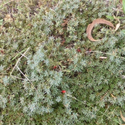 Astroloma humifusum (Cranberry Heath) at O'Malley, ACT - 25 Jan 2015 by Mike