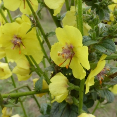 Verbascum virgatum (Green Mullein) at O'Malley, ACT - 26 Jan 2015 by Mike