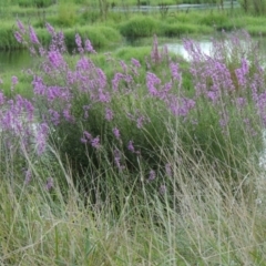 Lythrum salicaria (Purple Loosestrife) at Jerrabomberra Wetlands - 14 Jan 2015 by michaelb