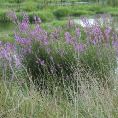 Lythrum salicaria (Purple Loosestrife) at Fyshwick, ACT - 14 Jan 2015 by MichaelBedingfield