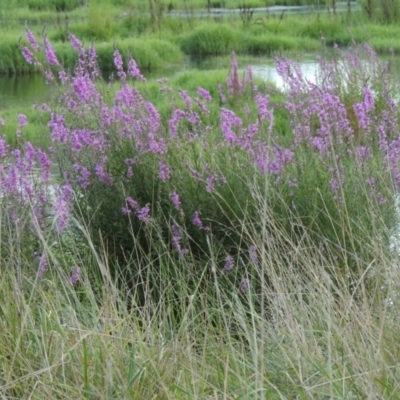 Lythrum salicaria (Purple Loosestrife) at Jerrabomberra Wetlands - 14 Jan 2015 by michaelb