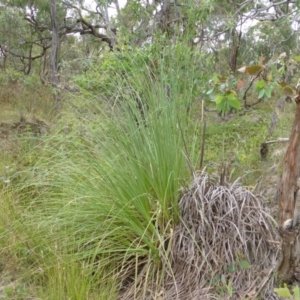 Cortaderia selloana at O'Malley, ACT - 26 Jan 2015