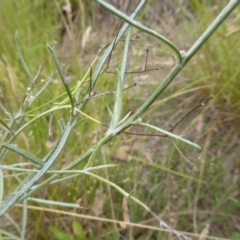 Senecio quadridentatus at O'Malley, ACT - 26 Jan 2015 09:48 AM