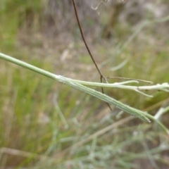 Senecio quadridentatus at O'Malley, ACT - 26 Jan 2015 09:48 AM