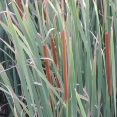 Typha domingensis (Bullrush) at Jerrabomberra Wetlands - 14 Jan 2015 by michaelb