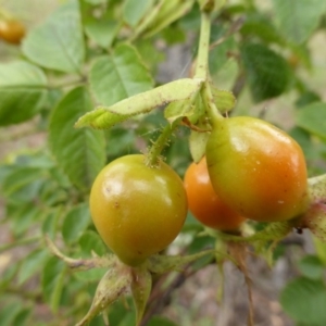 Rosa rubiginosa at O'Malley, ACT - 26 Jan 2015