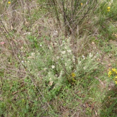 Vittadinia gracilis (New Holland Daisy) at O'Malley, ACT - 26 Jan 2015 by Mike