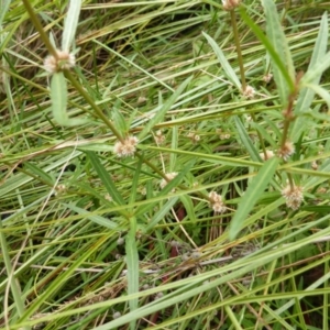 Alternanthera denticulata at O'Malley, ACT - 26 Jan 2015