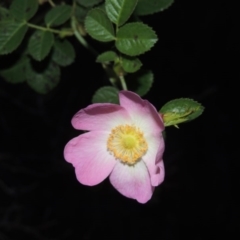 Rosa rubiginosa (Sweet Briar, Eglantine) at Greenway, ACT - 26 Apr 2014 by michaelb