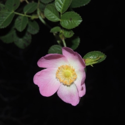 Rosa rubiginosa (Sweet Briar, Eglantine) at Pine Island to Point Hut - 26 Apr 2014 by michaelb