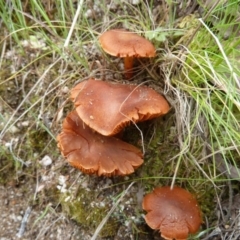 Dermocybe sp. (Dermocybe) at Paddys River, ACT - 6 Nov 2010 by galah681
