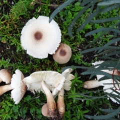 Lepiota s.l. at Paddys River, ACT - 4 Apr 2014 by galah681