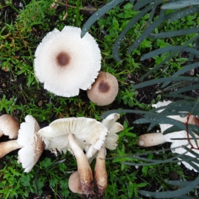 Lepiota s.l. at Paddys River, ACT - 4 Apr 2014 by galah681