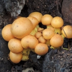 Gymnopilus junonius (Spectacular Rustgill) at Paddys River, ACT - 18 Mar 2013 by michaelb