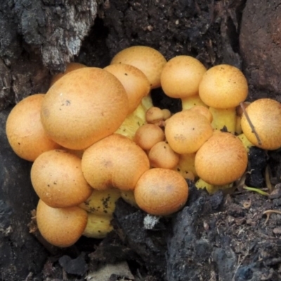 Gymnopilus junonius (Spectacular Rustgill) at Paddys River, ACT - 18 Mar 2013 by MichaelBedingfield