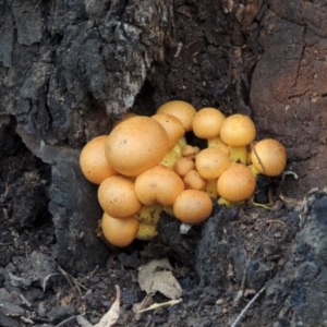 Gymnopilus junonius at Paddys River, ACT - 18 Mar 2013