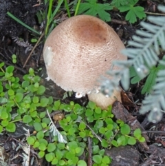 Lepiota s.l. at Paddys River, ACT - 4 Apr 2014 by galah681