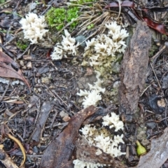 Clavulina sp. (A coral fungus) at Tidbinbilla Nature Reserve - 4 Apr 2014 by galah681