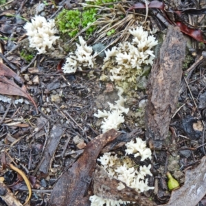 Clavulina sp. at Paddys River, ACT - 5 Apr 2014 10:24 AM